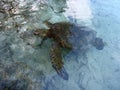 Hawaiian Sea Turtle pops head out of the water as it swims above the rocks Royalty Free Stock Photo