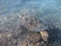 Hawaiian Sea Turtle swims above coral rocks the waters of Waikiki Royalty Free Stock Photo