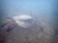 Hawaiian Sea Turtle swims above coral rocks the waters of Waikiki Royalty Free Stock Photo