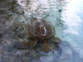Hawaiian Sea Turtle swims above the rocks the waters Royalty Free Stock Photo