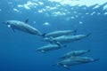 Hawaiian Spinner Dolphin Royalty Free Stock Photo