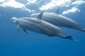 Hawaiian Spinner Dolphin Royalty Free Stock Photo