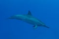 Hawaiian Spinner Dolphin