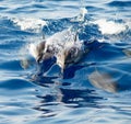 Hawaiian Spinner Dolphins Royalty Free Stock Photo