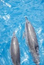 Hawaiian Spinner Dolphins