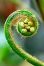 Hawaiian tree fern fiddlehead unfurling in selective focus with blurred background Royalty Free Stock Photo