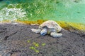 Hawaiian Turtle soaking up the Sun on Volcanic Beach Royalty Free Stock Photo