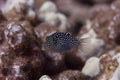 Hawaiian Whitespotted Puffer on Coral Reef Royalty Free Stock Photo