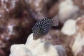 Hawaiian Whitespotted Toby on Coral Reef