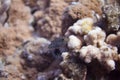 Hawaiian Whitespotted Toby on Coral Reef