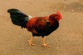 Hawaiian Wild Rooster Royalty Free Stock Photo