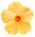 Hawaiian Yellow Hibiscus isolated on white Royalty Free Stock Photo