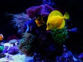 Hawaiian Yellow Tang Fish - Zebrasoma flavescens Royalty Free Stock Photo