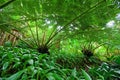 Hawaiin tree fern in rain forest Royalty Free Stock Photo