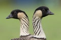 HawaÃÂ¯gans, Hawaiian Goose, Branta sandvicensis Royalty Free Stock Photo