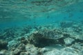 Hawcksbill sea turtle Eretmochelys imbricata