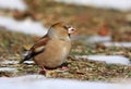 Hawfinch