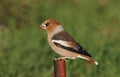 Hawfinch Royalty Free Stock Photo