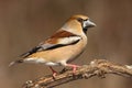 Hawfinch Royalty Free Stock Photo
