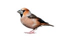 Hawfinch Royalty Free Stock Photo