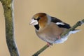 Hawfinch