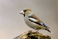 Hawfinch