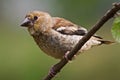 Hawfinch