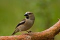 Hawfinch Royalty Free Stock Photo