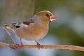 The Hawfinch Royalty Free Stock Photo