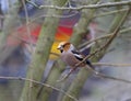 Hawfinch, Appelvink, Coccothraustes coccothraustes Royalty Free Stock Photo