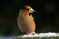 Hawfinch bird Royalty Free Stock Photo