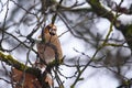 Hawfinch bird Coccothraustes coccothraustes  on tree Royalty Free Stock Photo