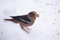 Hawfinch bird Coccothraustes coccothraustes Royalty Free Stock Photo