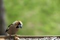 Hawfinch bird Royalty Free Stock Photo