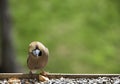 Hawfinch bird Royalty Free Stock Photo