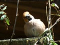 Hawfinch bird in the forest