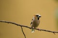 Hawfinch Bird, isolated on yellow background, little chick brown bird Royalty Free Stock Photo