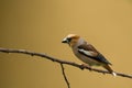 Hawfinch Bird, isolated on yellow background, little chick brown bird after rain Royalty Free Stock Photo