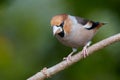 Hawfinch / Kernbeisser Coccothraustes coccothraustes