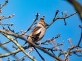 The hawfinch (Coccothraustes coccothraustes) - bird with short tail, head is orange-brown with black eyestripe