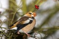 Hawfinch / Coccothraustes coccothraustes