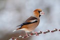 Hawfinch (Coccothraustes coccothraustes) Royalty Free Stock Photo