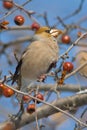 Hawfinch (Coccothraustes coccothraustes) Royalty Free Stock Photo