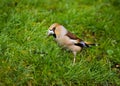 Hawfinch (coccothraustes coccothraustes)