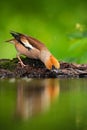 Hawfinch, Coccothraustes coccothraustes, beautiful songbird, brown songbird sitting in the water, nice lichen tree branch, bird in Royalty Free Stock Photo