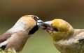 Hawfinch (Coccothraustes coccothraustes)