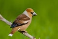 Hawfinch (Coccothraustes coccothraustes)