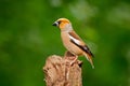 Hawfinch, Coccothraustes coccothraustes, brown songbird sitting on tree trunk nice lichen tree branch, bird in the nature habitat, Royalty Free Stock Photo