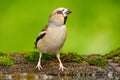 Hawfinch, Coccothraustes coccothraustes, brown songbird sitting in the water, nice lichen tree branch, bird in the nature habitat, Royalty Free Stock Photo