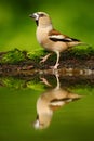 Hawfinch, Coccothraustes coccothraustes, brown songbird sitting in the water, nice lichen tree branch, bird in the nature Royalty Free Stock Photo